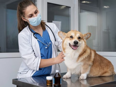 Названы лучшие ветеринарные вузы в мире