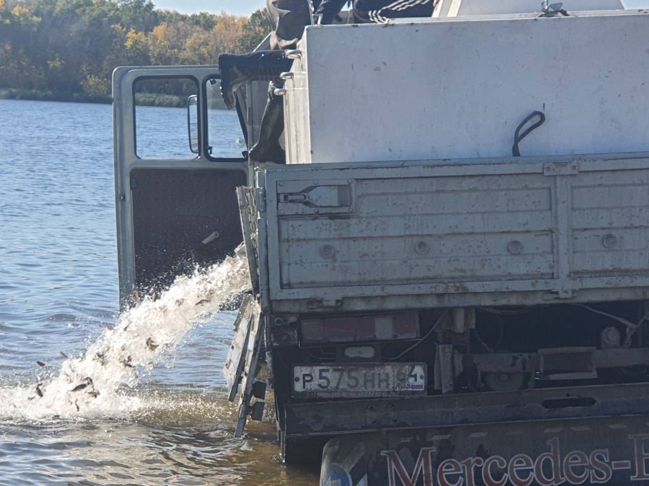 В Волгу строители нового моста выпустили почти 4 миллиона мальков  ценных видов рыб