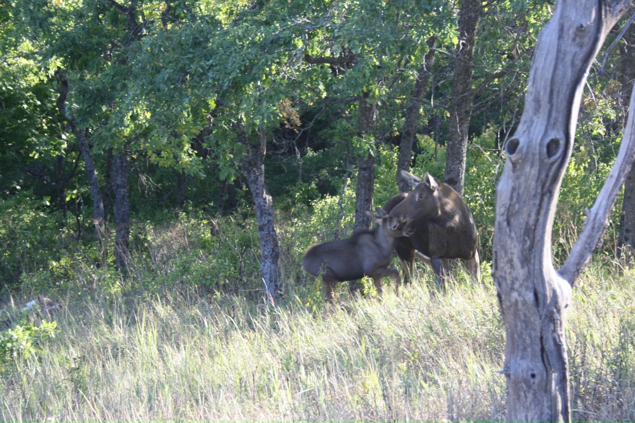 Суд конфисковал автомобиль «Нива», бензопилу и карабин у браконьера из Балтая