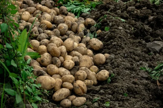 Урожай картофеля в России в 2025 году будет на полмиллиона тонн выше прошлогоднего