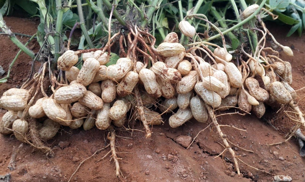 В России начнут выращивать арахис в промышленных масштабах