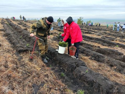 В областном правительстве подвели итоги лесовосстановительных работ в 2025 году