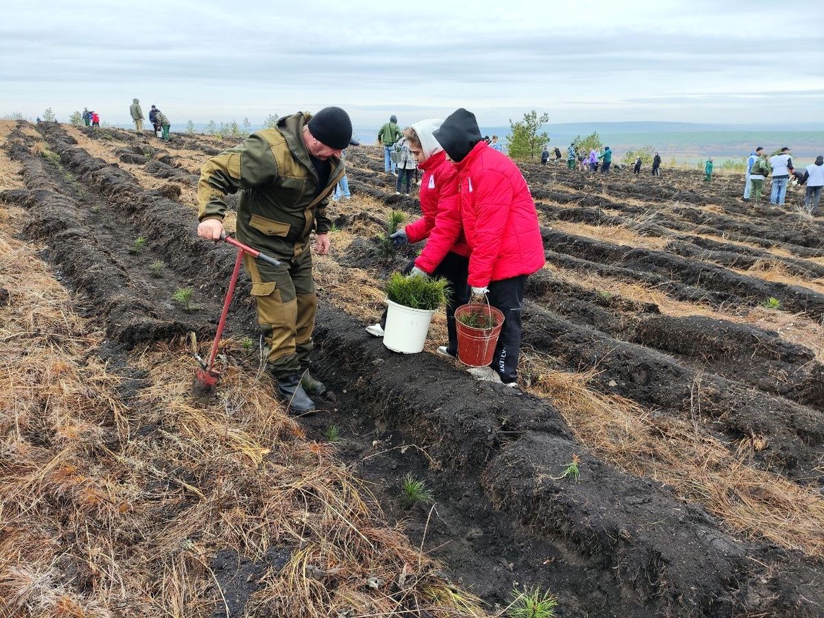 В областном правительстве подвели итоги лесовосстановительных работ в 2025 году