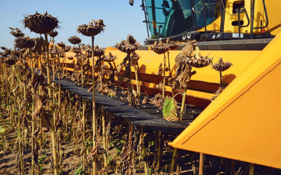 В 2025 году Саратовская область собрала рекордный урожай подсолнечника