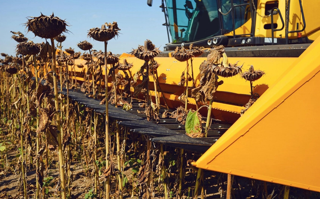 В 2025 году Саратовская область собрала рекордный урожай подсолнечника