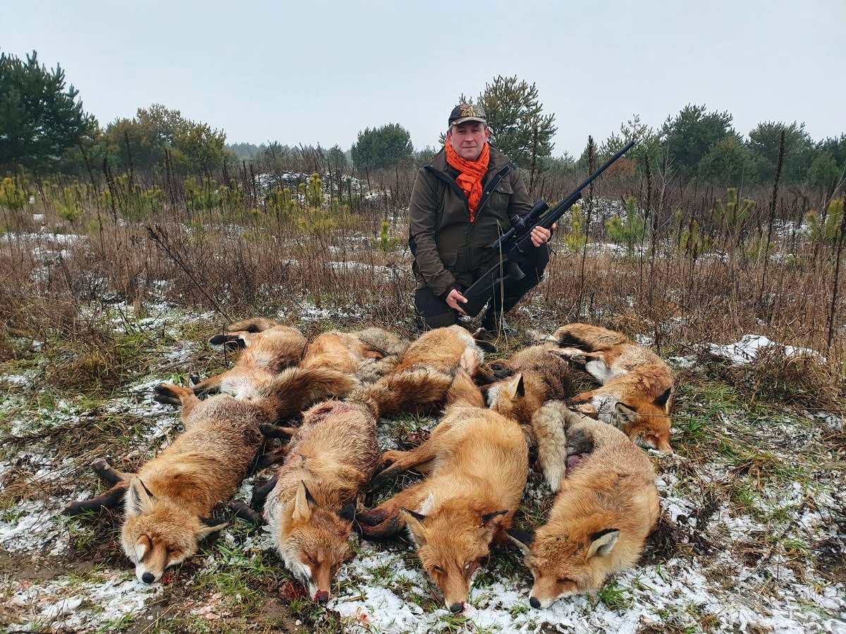 Охотники Саратовской области досрочно выполнили программу отстрела лисичек
