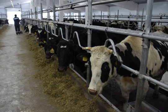 В Ртищевском районе Саратовской области введён в эксплуатацию новый животноводческий комплекс на 600 голов
