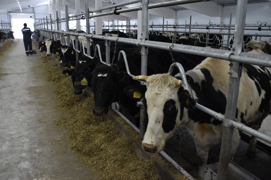 В Ртищевском районе Саратовской области введён в эксплуатацию новый животноводческий комплекс на 600 голов
