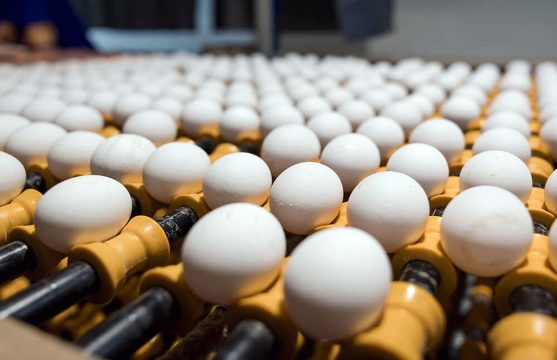 К концу 2026 года в Саратовской области производство яиц должно вырасти до 1 миллиарда 250 миллионов штук