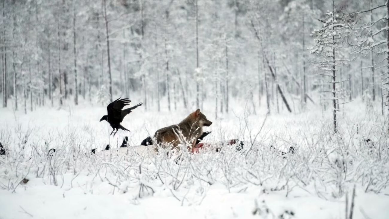 Русские волки жрут финских оленей: кто виноват?