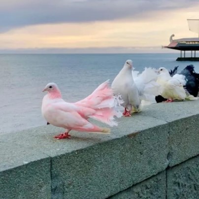 В России тестируют птиц-биодронов для наблюдения и разведки