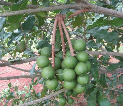 Из Озинок самый дорогой в мире орех развернули обратно в Казахстан