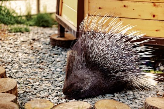 Интерпол поможет россиянам избавиться от дикобразов в квартирах