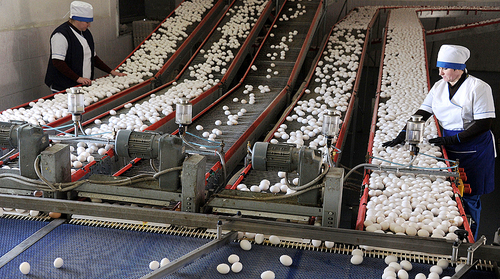 На Дальнем Востоке производители куриных яиц сговорились