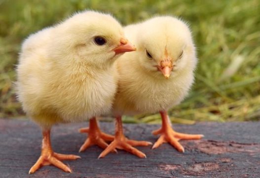 Российская вакцина показала стопроцентную защиту от штамма гриппа птиц H5N1