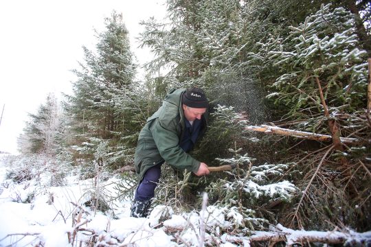 За незаконно срубленную ёлку грозят огромные штрафы