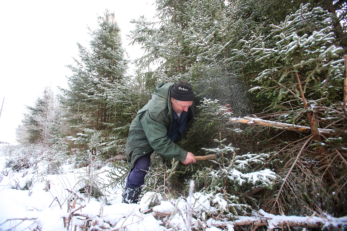 За незаконно срубленную ёлку грозят огромные штрафы