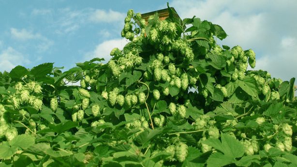 Пивовары займутся выращиванием хмеля