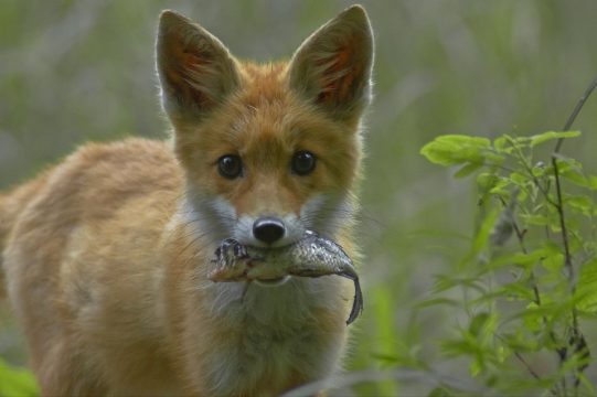 Саратовские охотники получат деньги за добычу трехсот лисиц