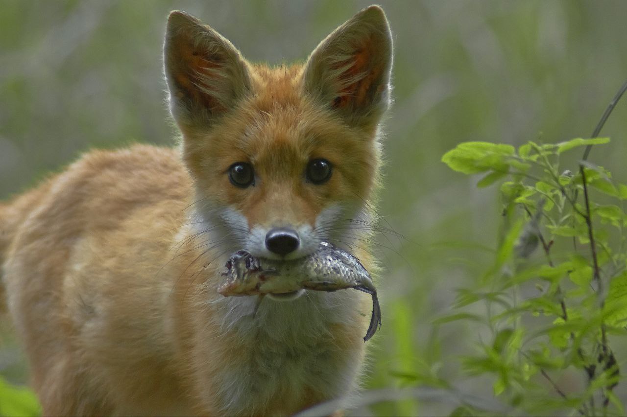 Саратовские охотники получат деньги за добычу трехсот лисиц