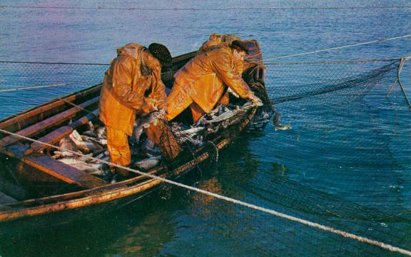 В регионе право на вылов рыбы можно получить теперь без торгов