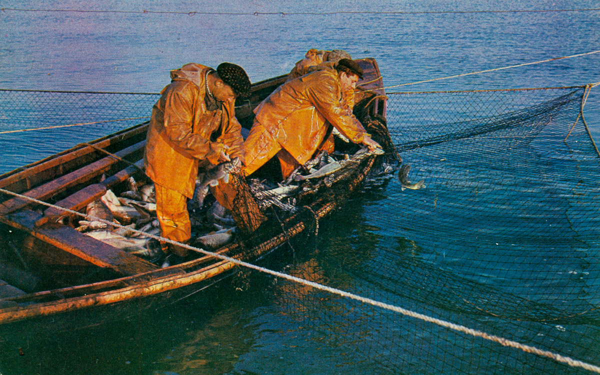 В регионе право на вылов рыбы можно получить теперь без торгов