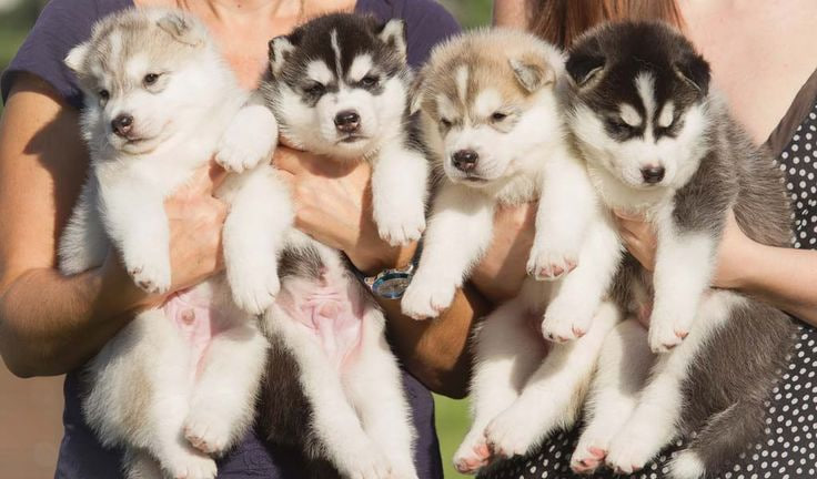 В Госдуму внесён законопроект о госрегулировании деятельности заводчиков