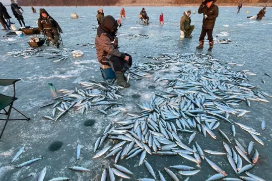 Куда уплывает наша сельдь